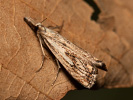 Chequered Grass-veneer - Catoptria falsella