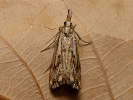 Chequered Grass-veneer - Catoptria falsella