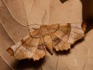 Lunar Thorn - Selenia lunularia