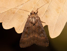 Square-spotted Clay - Xestia stigmatica