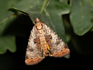  - Epilecta linogrisea