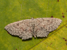 Blasser Ringelfleck-Gürtelpuppenspanner - Cyclophora pendularia