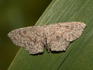 Blasser Ringelfleck-Gürtelpuppenspanner - Cyclophora pendularia