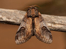 Pebble Prominent - Notodonta ziczac