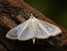 Olive-tree Pearl - Palpita vitrealis