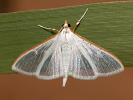 Olive-tree Pearl - Palpita vitrealis