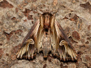  - Actinotia polyodon