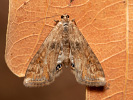 Small China-mark - Cataclysta lemnata