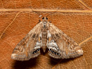 Small China-mark - Cataclysta lemnata