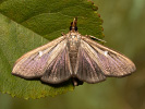  - Cydalima perspectalis