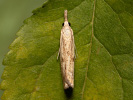 Barred Grass-veneer - Agriphila inquinatella