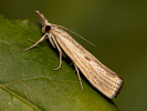 Trávovec prúžkatý - Agriphila inquinatella