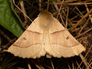  - Crocallis elinguaria