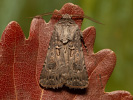 Breitflügelige Erdeule - Agrotis bigramma