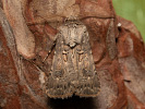 Breitflügelige Erdeule - Agrotis bigramma