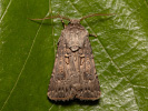 Great Dart - Agrotis bigramma