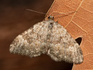 Labkraut-Blockflur-Blattspanner - Coenotephria salicata