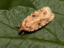 Brindled Flat-body - Agonopterix arenella