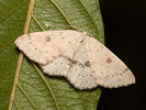 Očkovec olšový - Cyclophora albipunctata