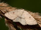 Blasser Ringelfleck-Gürtelpuppenspanner - Cyclophora albipunctata