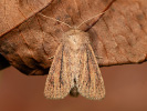 Small Wainscot - Denticucullus pygmina