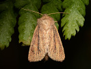 Small Wainscot - Denticucullus pygmina