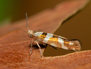 Golden Argent - Argyresthia goedartella