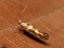 Golden Argent - Argyresthia goedartella