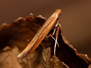 Vzpřímenka - Caloptilia betulicola