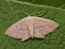  - Scopula flaccidaria