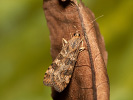 Rush Veneer - Nomophila noctuella