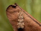 Rush Veneer - Nomophila noctuella