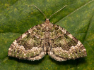 Olivgrüner Bergwald-Blattspanner - Colostygia olivata