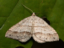  - Mesotype parallelolineata