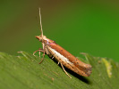  - Ypsolopha parenthesella