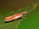  - Ypsolopha parenthesella