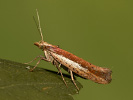  - Ypsolopha parenthesella