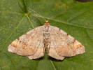  - Macaria liturata