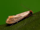  - Tinea semifulvella