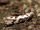 Osterhasenfalter - Ypsolopha sequella