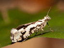 Osterhasenfalter - Ypsolopha sequella