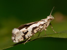 Osterhasenfalter - Ypsolopha sequella