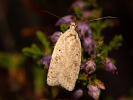 Dusted Flat-body - Agonopterix assimilella