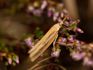  - Agriphila tristella