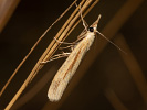 Trávovec trávový - Agriphila tristella