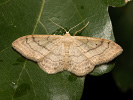 Žlutokřídlec lesní - Idaea deversaria