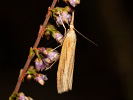 Trávovec trávový - Agriphila tristella