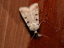 Autumnal Rustic - Paradiarsia glareosa