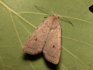 Neglected Rustic - Xestia castanea