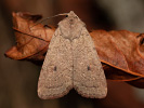 Neglected Rustic - Xestia castanea